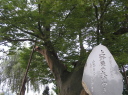 大けやき