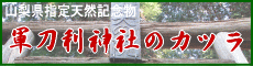 軍刀利神社のカツラ