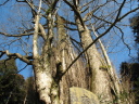 軍刀利神社のカツラ