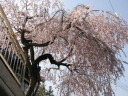 上野原の桜