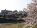 八ッ沢の桜