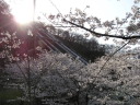 八ッ沢発電所の桜