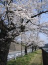 大野貯水池の桜