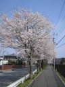 大野貯水池の桜