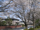 大野貯水池の桜