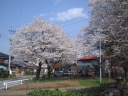 大野貯水池の桜