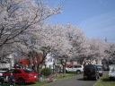 大野貯水池の桜