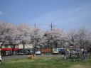大野貯水池の桜