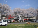 大野貯水池の桜