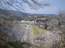 大野貯水池の桜