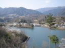 大野貯水池の桜