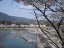 大野貯水池の桜