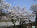 大野貯水池の桜