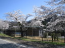 大野貯水池の桜