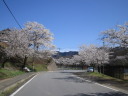 大野貯水池の桜