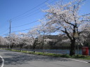 大野貯水池の桜