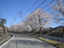大野貯水池の桜