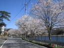 大野貯水池の桜
