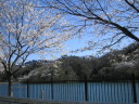 大野貯水池の桜