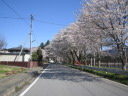 大野貯水池の桜