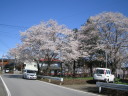 大野貯水池の桜
