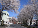 大野貯水池の桜