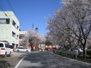 大野貯水池の桜