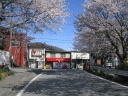 大野貯水池の桜