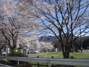 大野貯水池の桜