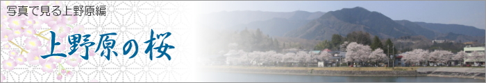 写真で見る上野原編　上野原の桜